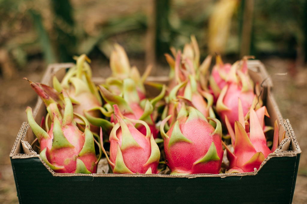 Pitahaya Blanca Ecológica – Cultivo Ecológico Málaga – La Pitayera
