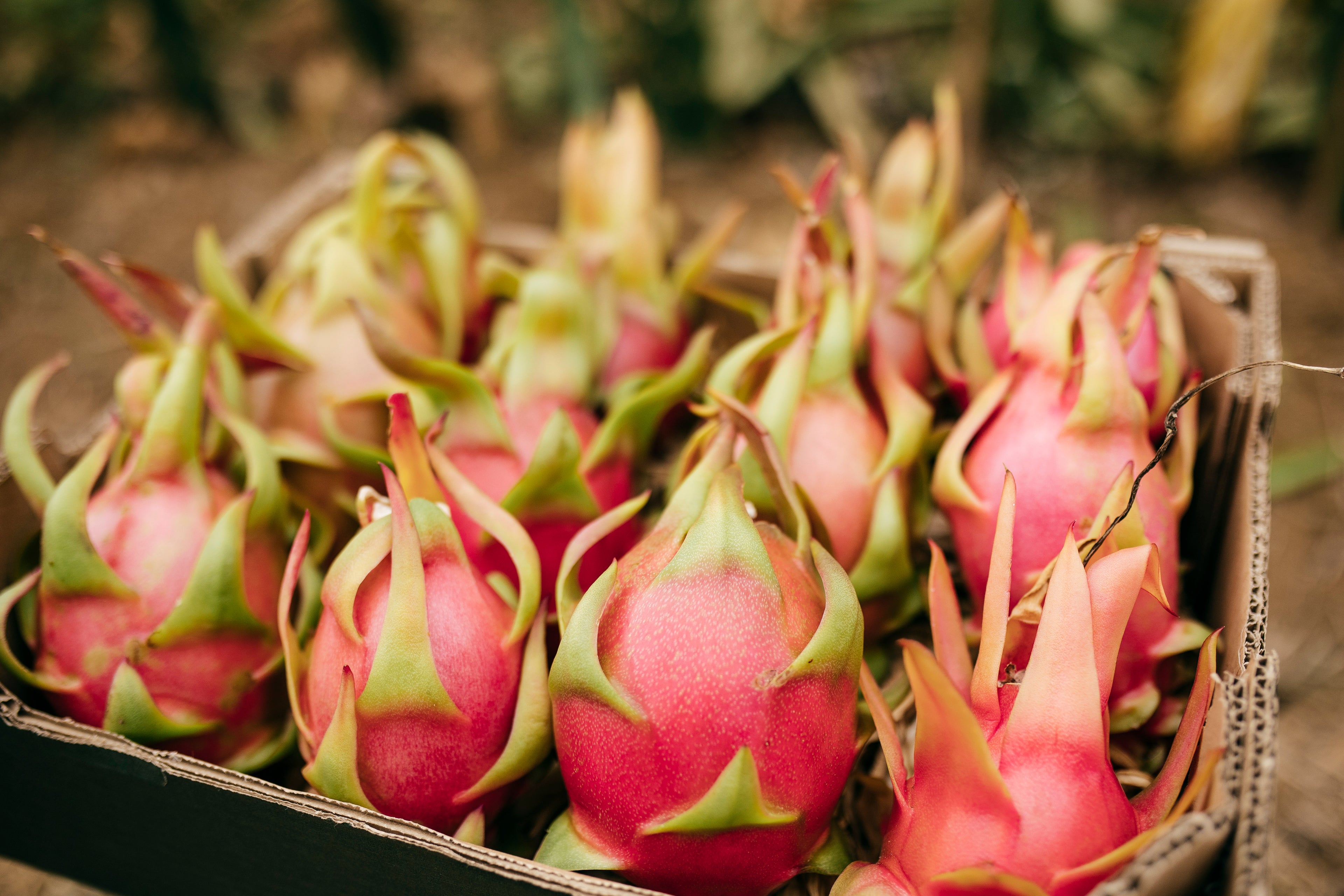 Pitahaya Roja Ecológica – Cultivo Ecológico Málaga – La Pitayera