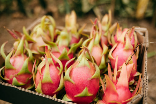 Pitahaya Roja Ecológica – Cultivo Ecológico Málaga – La Pitayera