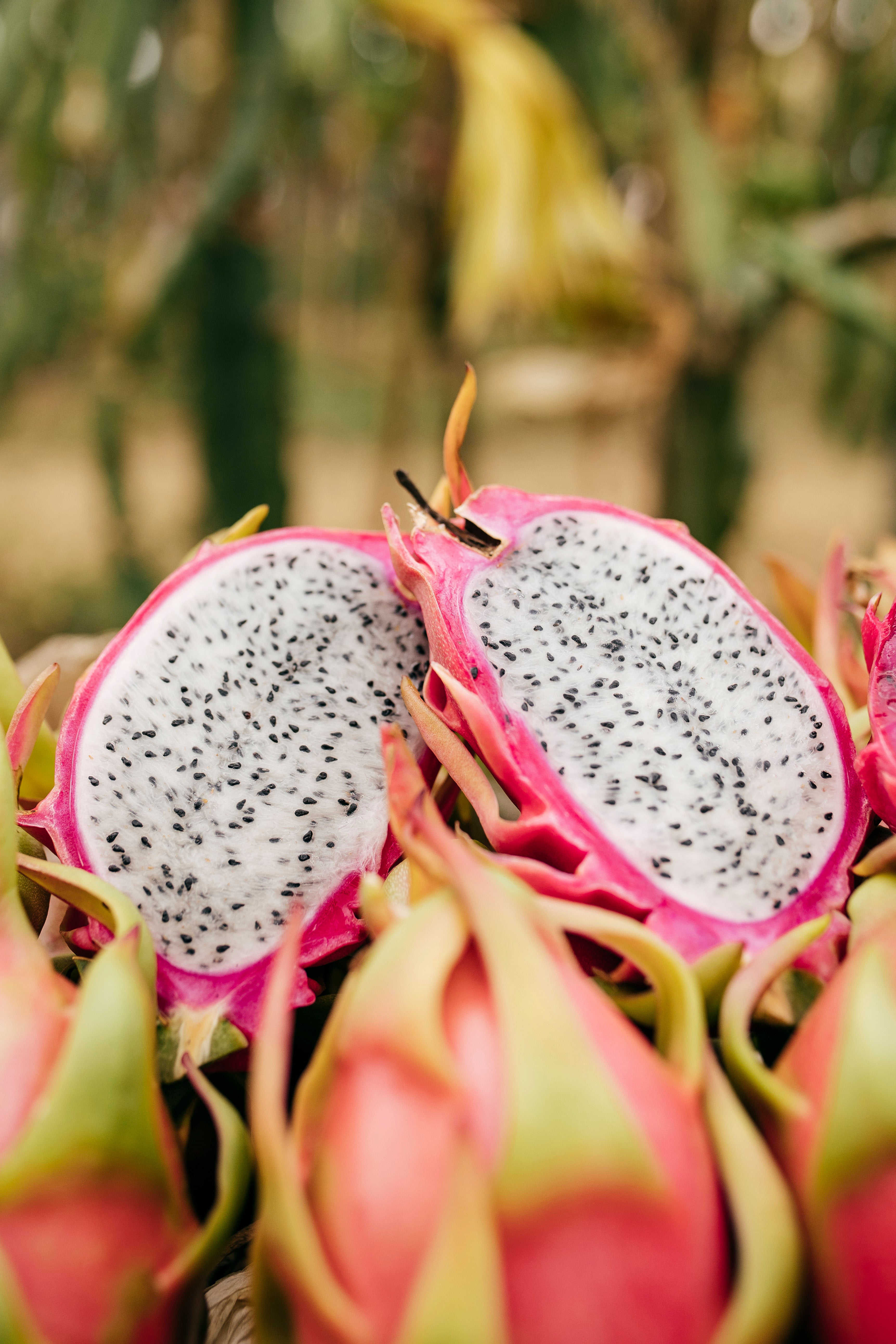 Pitahaya Blanca Ecológica – Cultivo Ecológico Málaga – La Pitayera