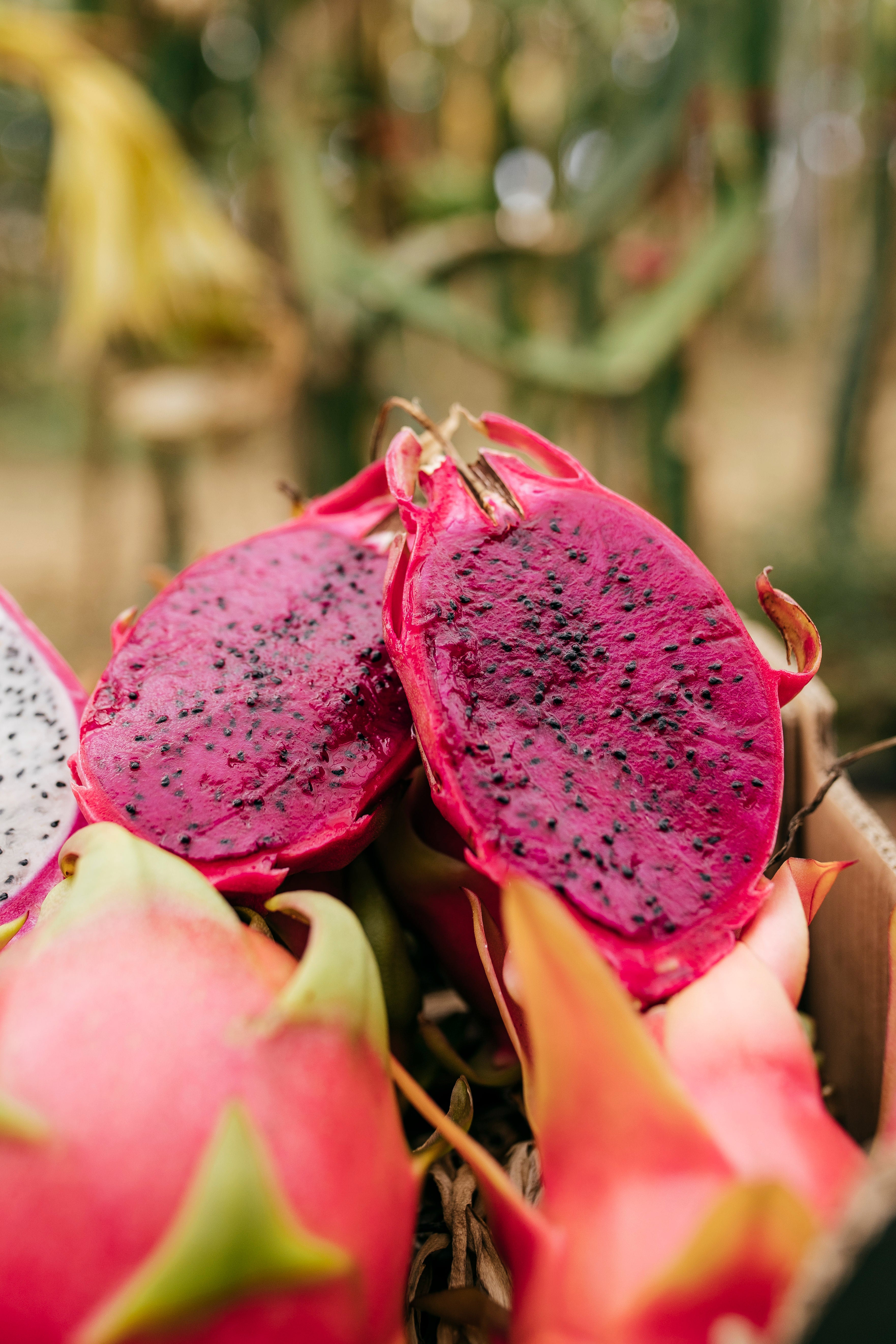 Pitahaya Roja Ecológica – Cultivo Ecológico Málaga – La Pitayera