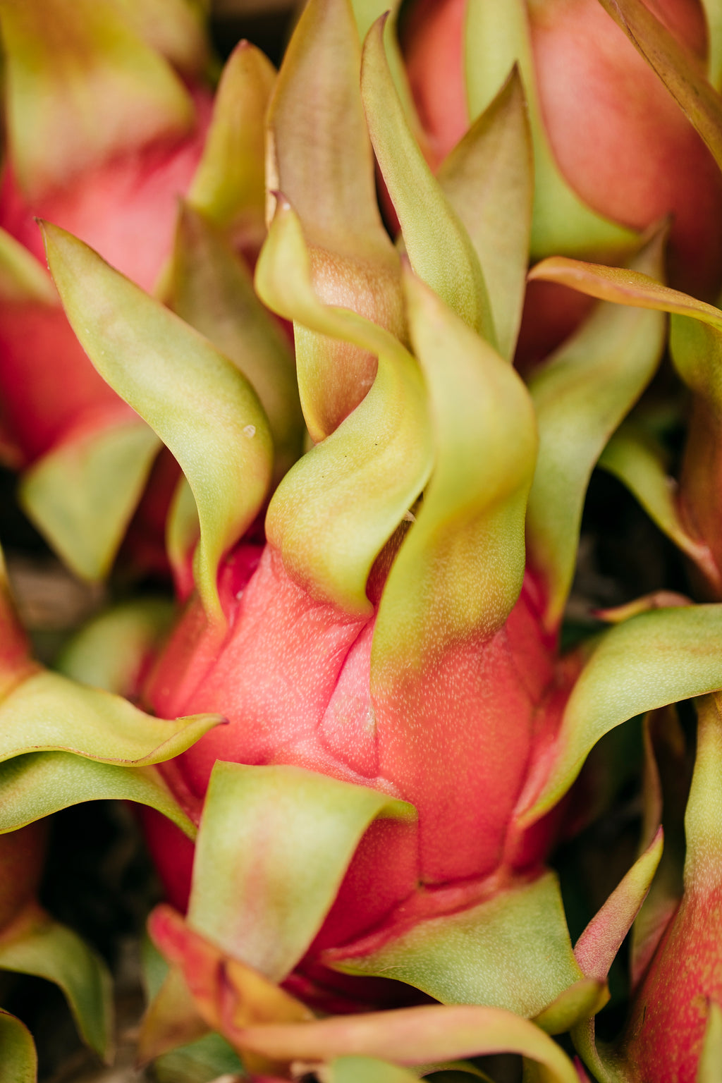 Pitahaya Roja y Blanca Ecológica – Caja Mixta Ecológica Málaga – La Pitayera