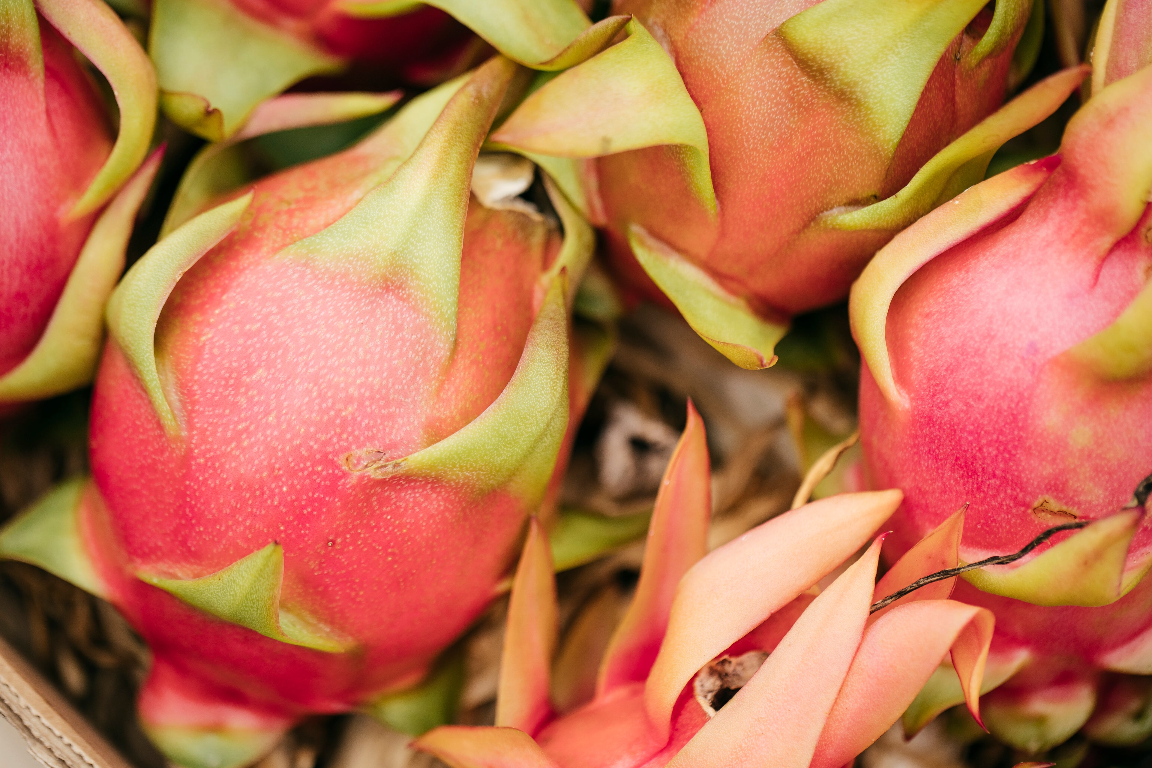 Pitahaya Roja Ecológica – Cultivo Ecológico Málaga – La Pitayera